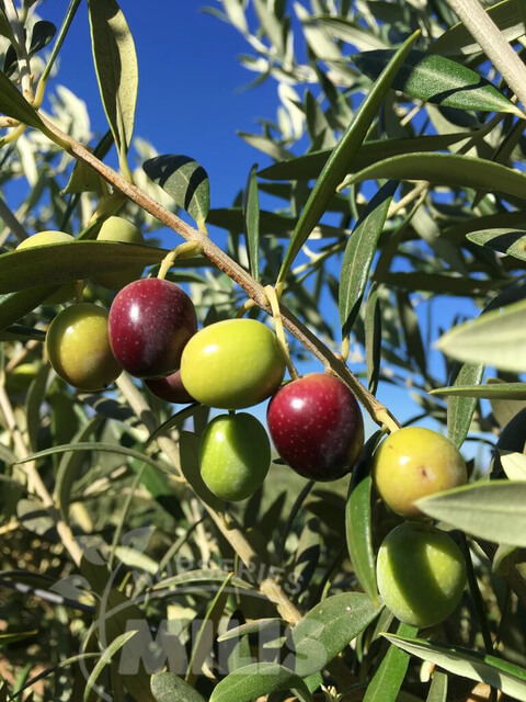 Αρμπεκίνα Φωτογραφία 1